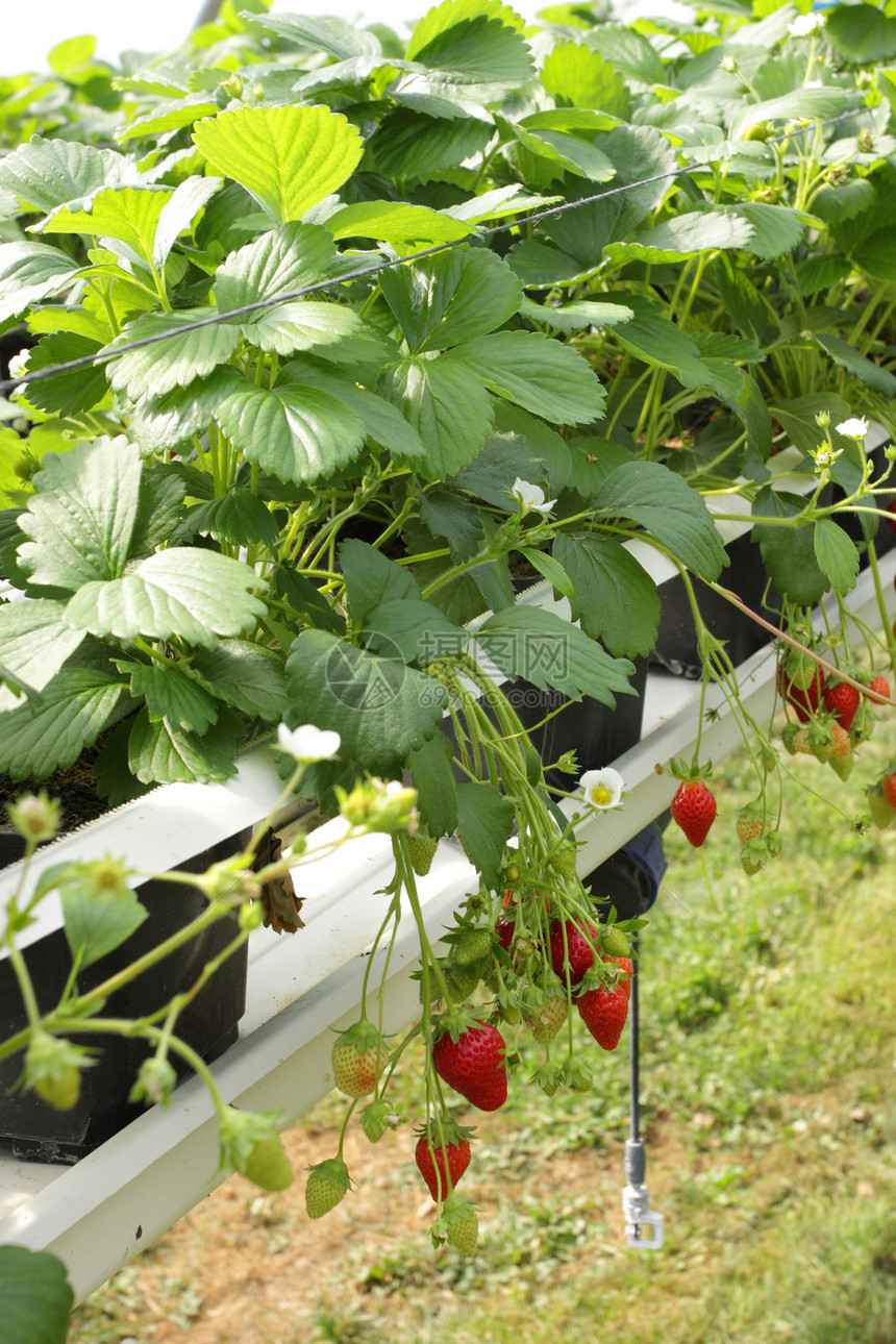 在温室草莓和草莓中培养糖浆水果农业果汁甜点生产太阳文化图片