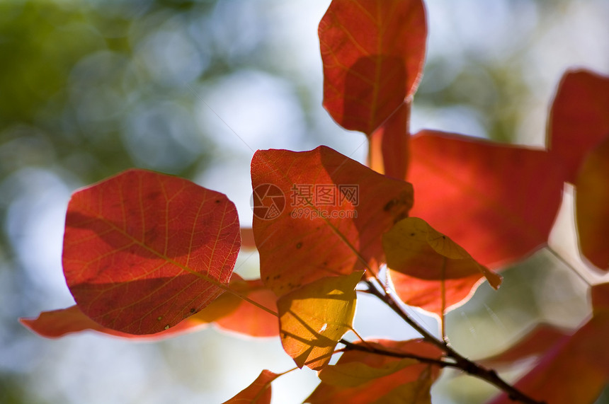 秋季背景叶子树木树叶图片