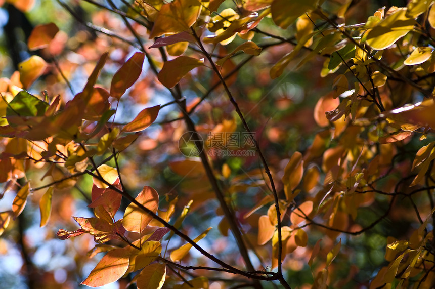 秋季背景树叶叶子树木图片