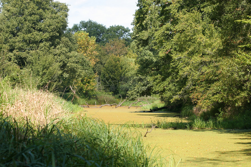 池塘绿色叶子太阳晴天漫滩森林阳光白色水池荒野图片