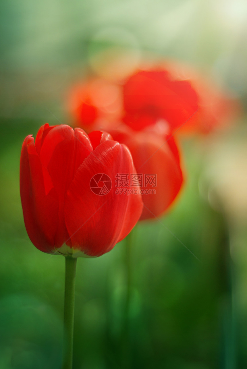 红色花园郁金香图片