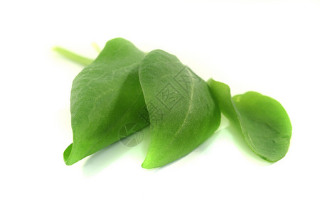 索尔香料绿色宏观背景草本植物蔬菜白色背景图片