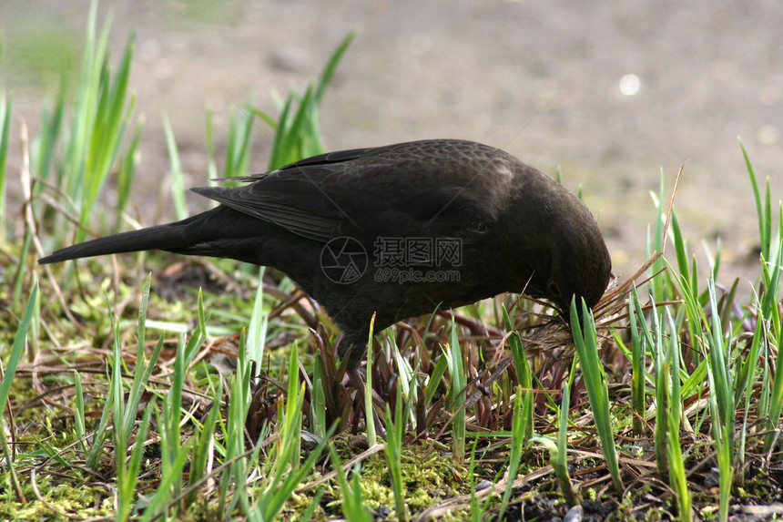 女性黑鸟雌性棕色野生动物黑色鸟类翅膀材料花园图片