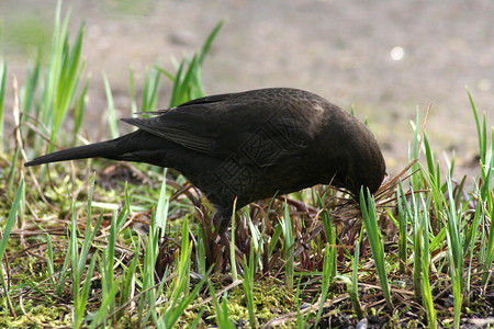 女性黑鸟雌性棕色野生动物黑色鸟类翅膀材料花园高清图片