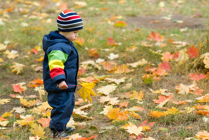 可爱的男孩和落叶森林童年黄色树叶探险家孩子们娱乐孩子公园叶子图片