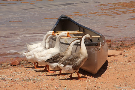 鹅和独木舟鲍威尔敦高清图片