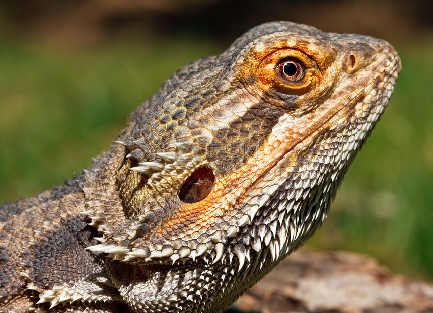 龙胡子杂食性特写眼睛野生动物镜头动物蜥蜴爬虫宠物图片