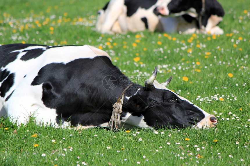 瑞士弗里堡州牛群 休养眼睛尾巴牛皮头发乳房耳朵爪子草地花朵奶牛图片