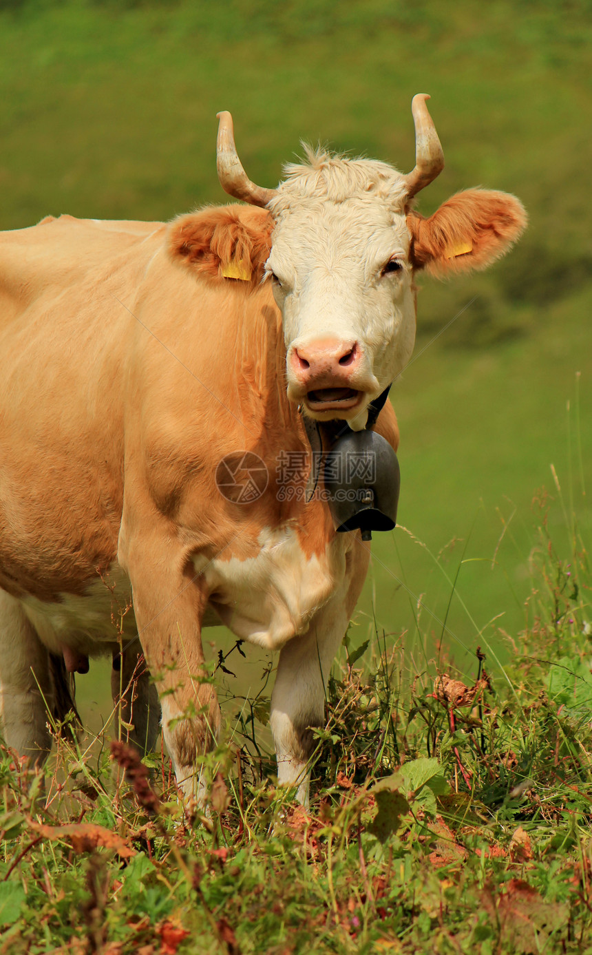 牛的肖像头发丘陵耳朵山脉喇叭岩石鼻子草地高度动物图片