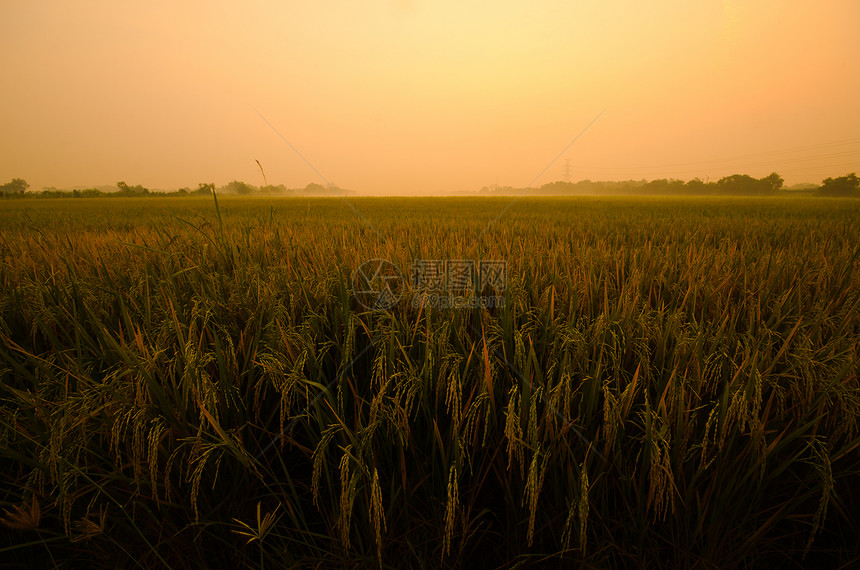 稻田绿色黄色粮食荒野地平线植物群热带叶子日出食物图片
