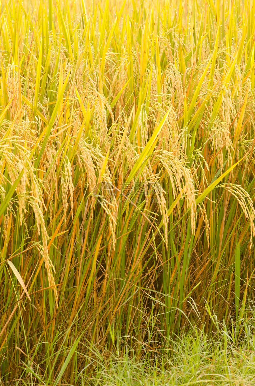 稻田绿色国家农场黄色叶子荒野植物群场地地平线植物图片