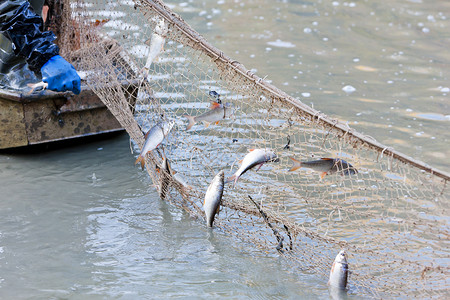 钓鱼池渔网捕获的鱼动物钓鱼外观渔业池塘拖网收获池动物群背景