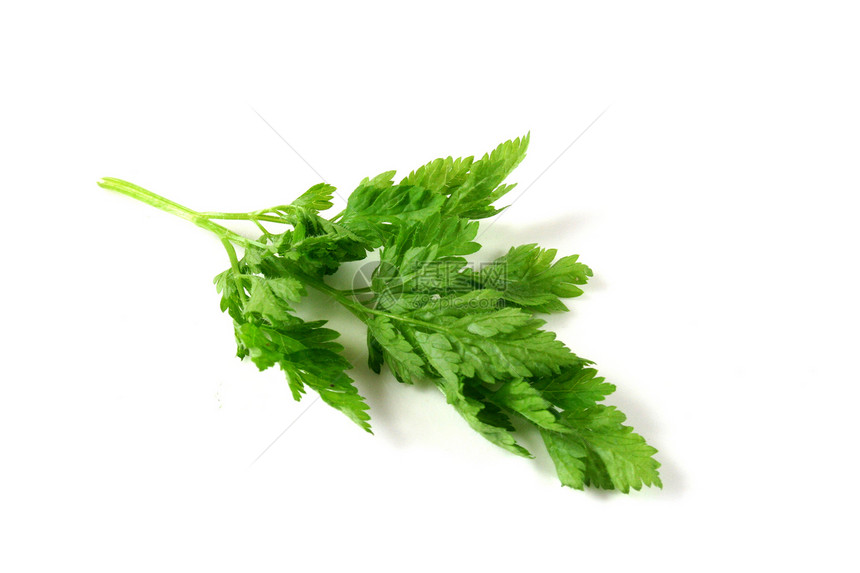 切尔素食草药香草树叶厨房食物传单绿色营养图片