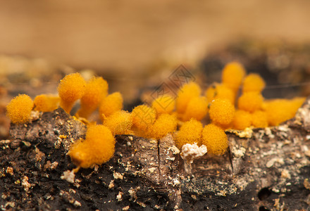 头孢科蘑菇原生生物高清图片