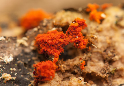 头孢菌门排水机宏观野生动物木头橙子生物真菌挖掘机孢子虫变形虫胡蜂背景