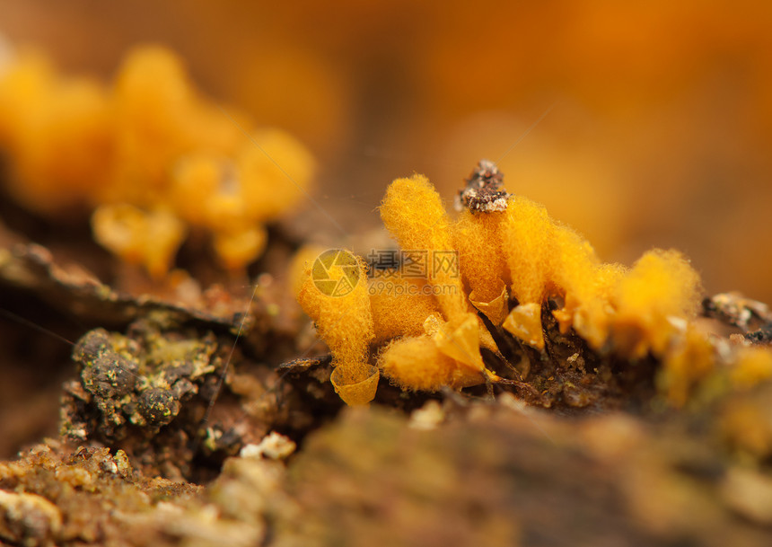 希米特里希娅克拉瓦塔橙子孢子虫挖掘机宏观生物野生动物荒野变形虫棕色真菌图片