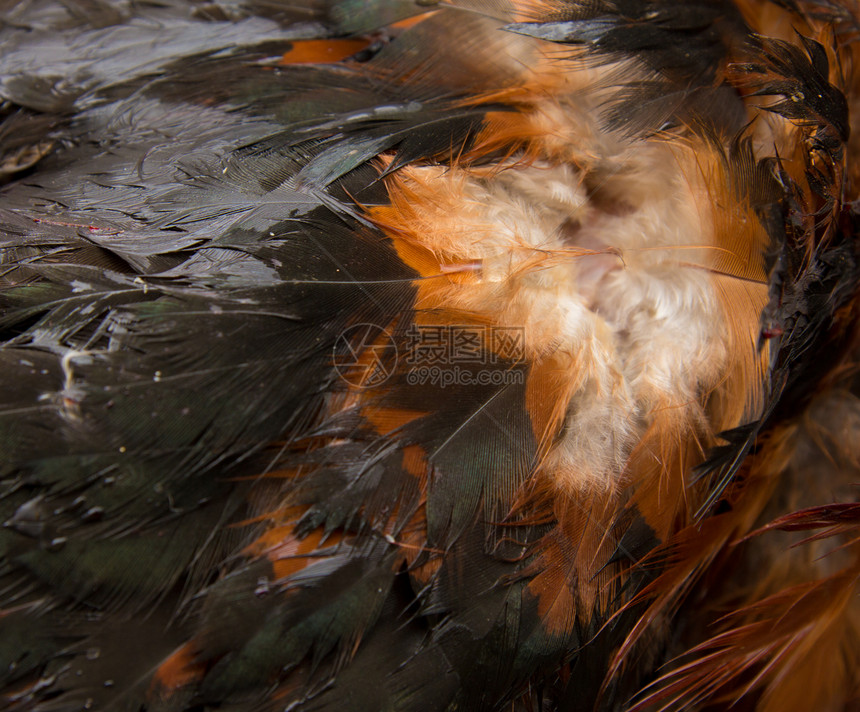 羽毛公鸡作为背景新月野鸡脖子橙子紫色猎人鸟类游戏棕色情调图片