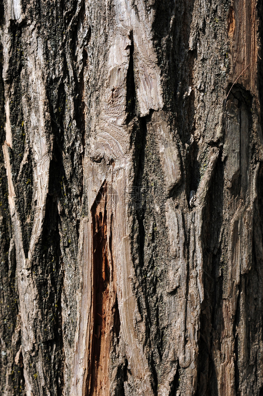 树皮风化林业分支机构橡木皮肤古董森林材料树干松树图片