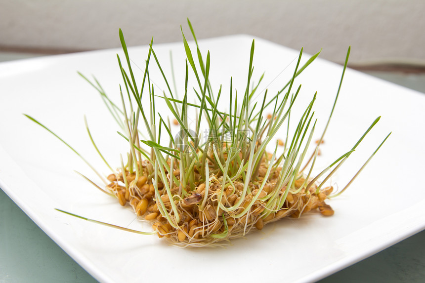 白色背景的种子小麦发芽食谱病菌纤维乡村营养素谷物生长饮食营养图片