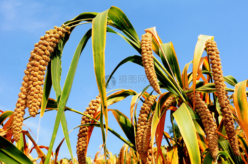千年田田小麦蓝色农作物国家天空添加剂生产粮食植物食物图片