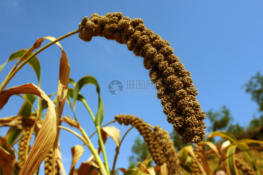 千年田田耳朵蓝色农田植物粮食农业小麦食物天空农场图片