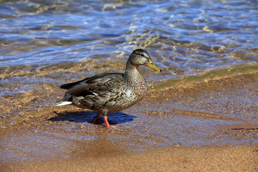 马华达鸭池塘荒野羽毛棕色反射游泳公园鸭子伙伴水坑图片