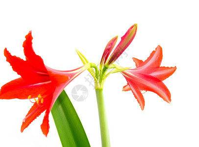 红花地白色背景的红花植物红色香气绿色植物群绝缘花粉床单气味背景