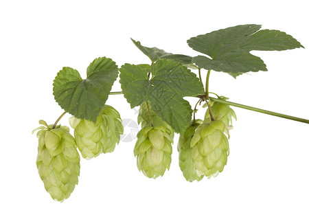 新鲜新跳锥体叶子绿色植物配料草药爬行者香料啤酒花头高清图片
