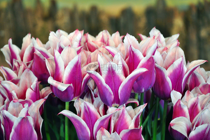 漂亮的郁金香灯泡花朵条纹花园花瓣紫色植物图片