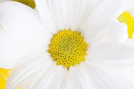 花瓣形分布图白色菊花花团背景