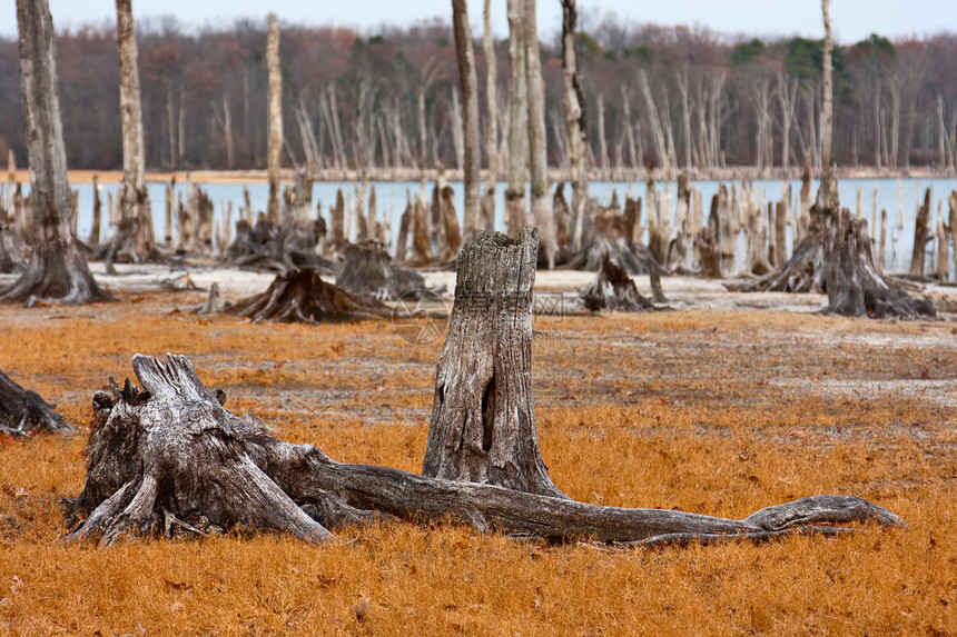 枯树林业侵蚀乡村荒野日志水库湖泊损害气候树桩图片