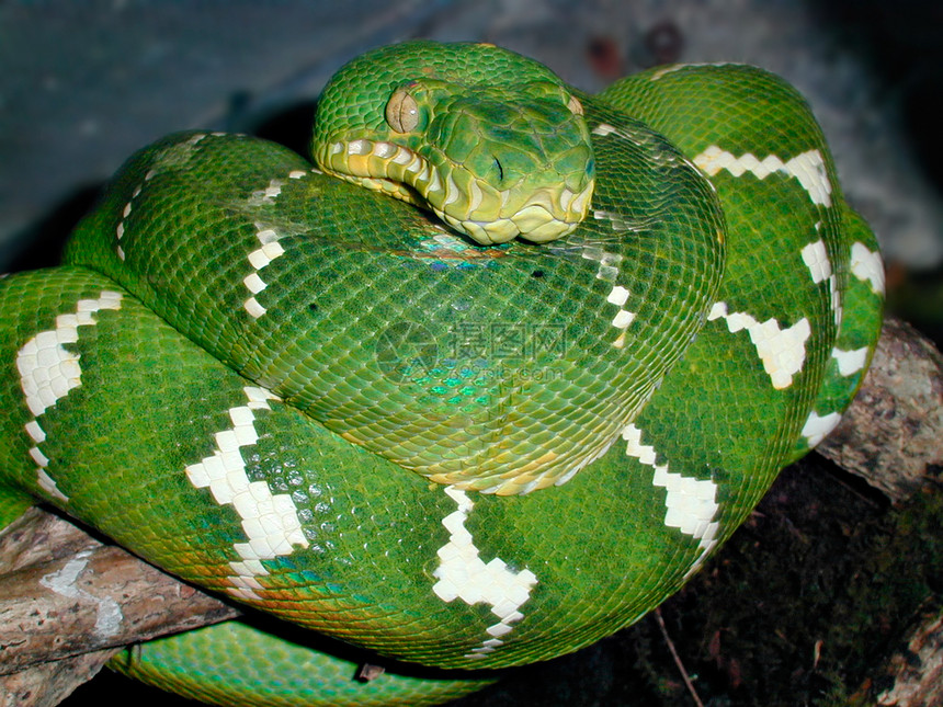 翡翠树动物野生动物爬行动物动物园皮肤蟒蛇爬虫图片