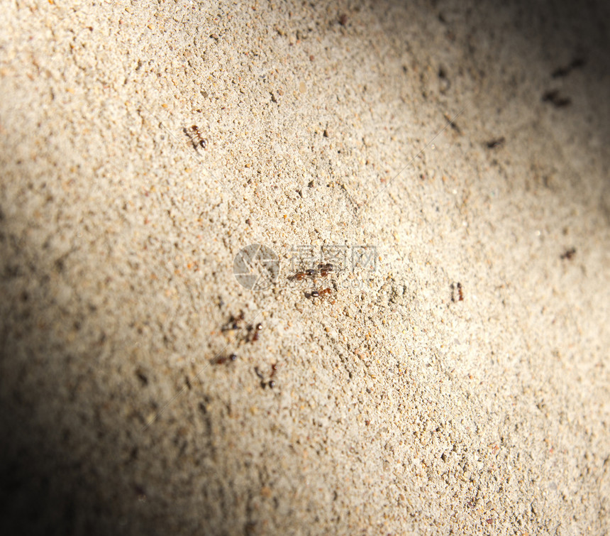 混凝土墙上的蚂蚁爪子地线殖民昆虫动物群动物生活石头图片