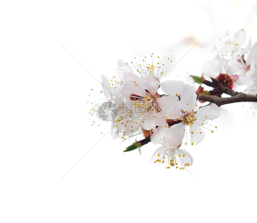 白色背景上的闪光树香气花粉花瓣黄色香味床单蜜蜂水果鲜花樱花图片