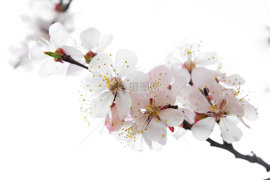 白色背景上的闪光树蜂蜜床单樱花鲜花蜜蜂香气植物群花粉香味花瓣图片