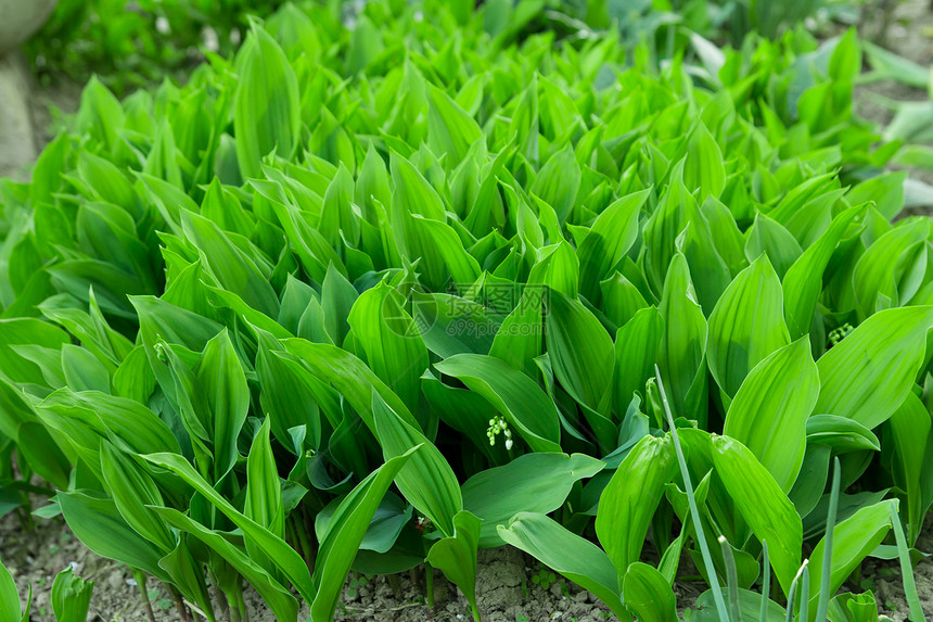 绿色树叶的美丽背景床单花粉香味香气植物群花瓣图片