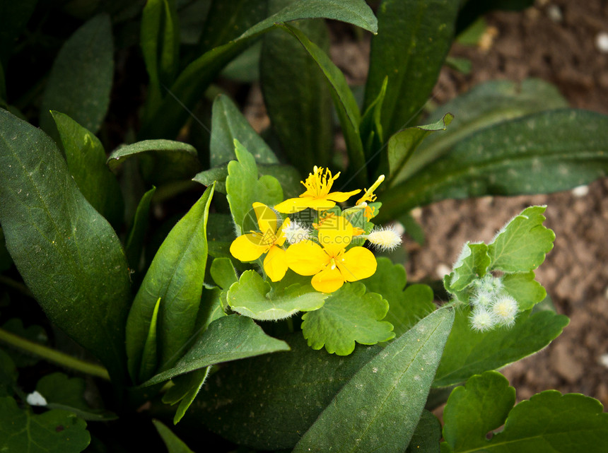 大自然上美丽的黄黄色花朵百合香味床单香气植物群黄色郁金香红色花粉花瓣图片