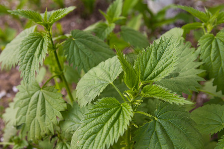 美丽的清新树叶的织物植物群花瓣床单香味花粉绿色荨麻植物香气背景图片