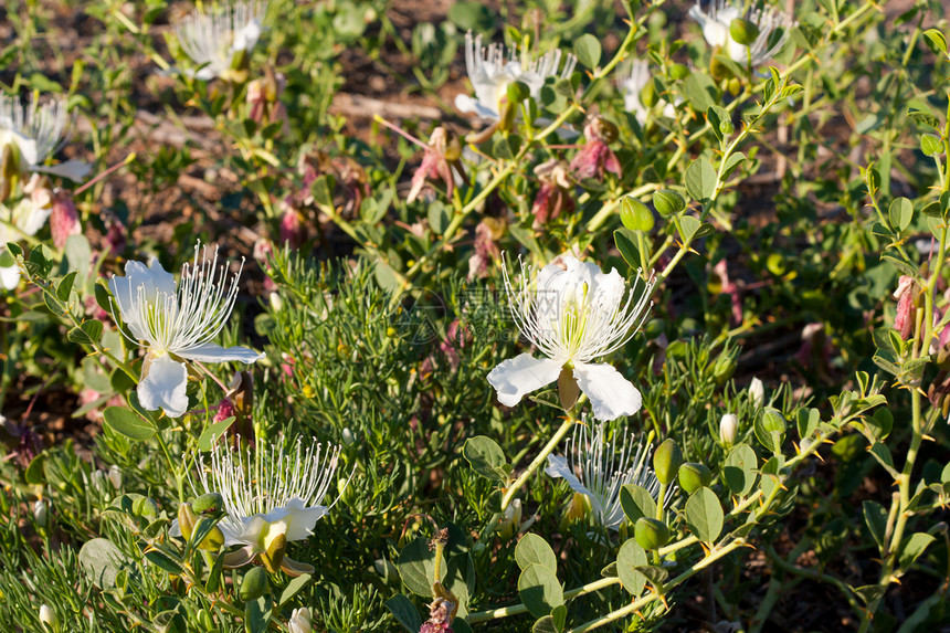 白刺花草原阳光草地日落植物群野花植物学园艺活力植物图片