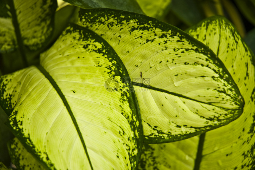 热带热带绿叶抽象背景叶子森林宏观太阳植物群生长生态季节生活静脉图片