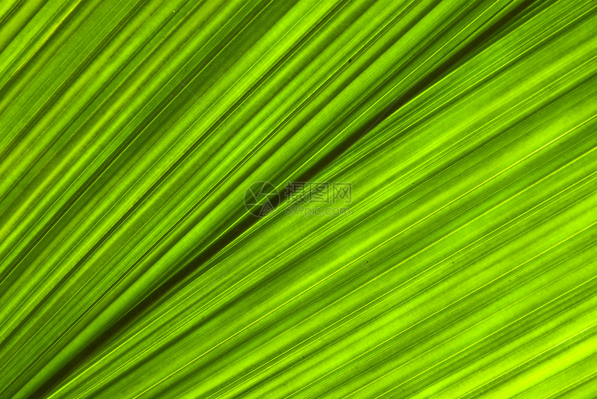 热带热带绿叶抽象背景植物生态植物学花园静脉宏观太阳墙纸生长森林图片