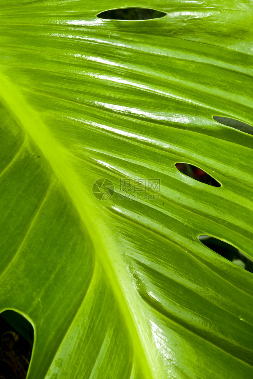 热带热带绿叶抽象背景叶子生长植物学植物群季节环境静脉太阳生活森林图片
