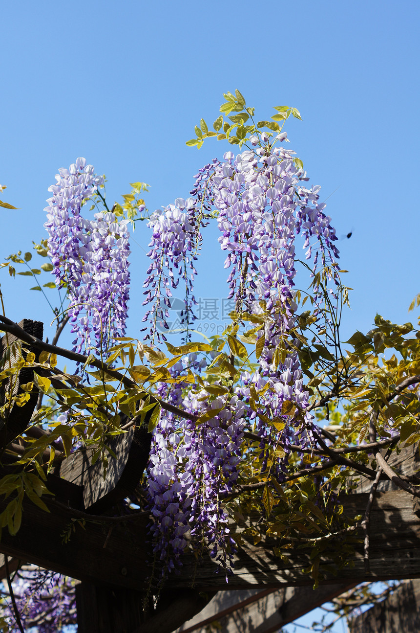 西部地区宏观植物紫丁香天空园艺美丽文化花园薰衣草花朵图片