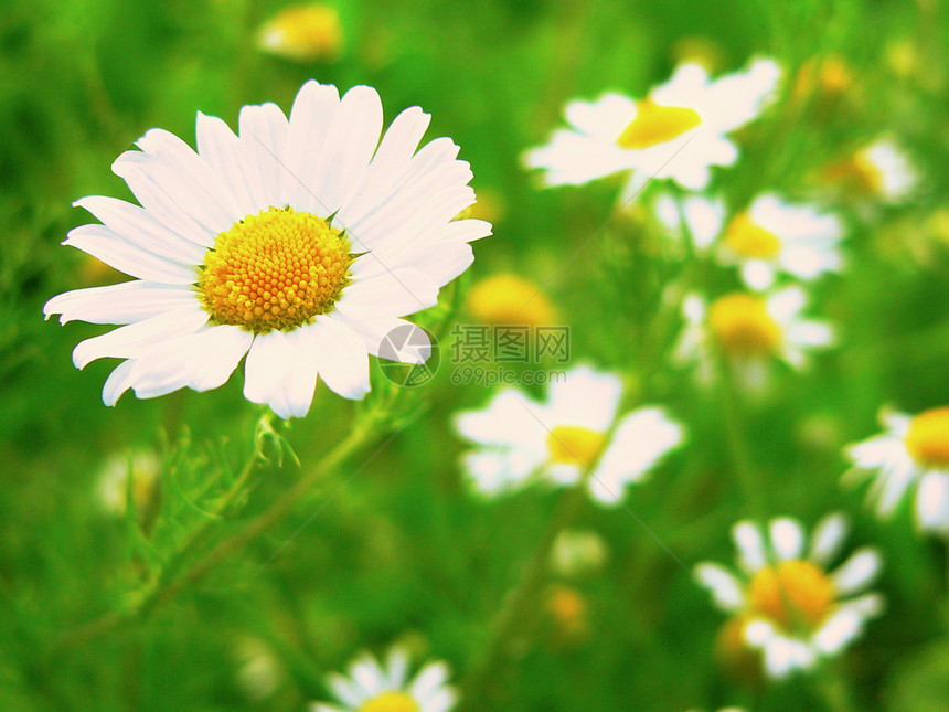 草原上的白色和黄色菊花图片