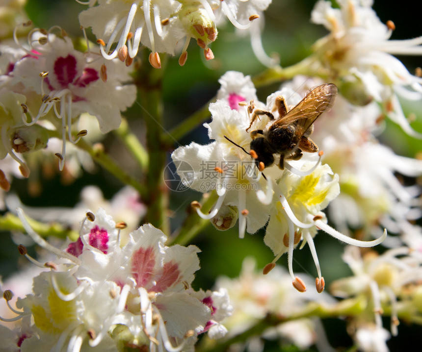 蜜蜂在花栗子上图片