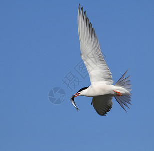 清晰的翅膀与鱼一起飞行的普通实习生背景