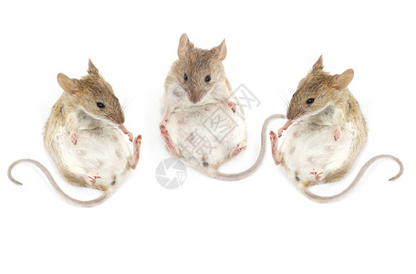 三只老鼠坐在白色背景上的鼠标背景图片