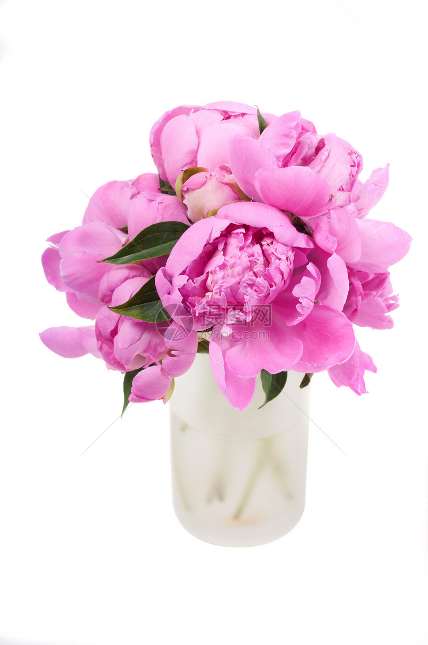 粉红小马叶子工作室宏观花束花园花瓶礼物季节植物群植物图片