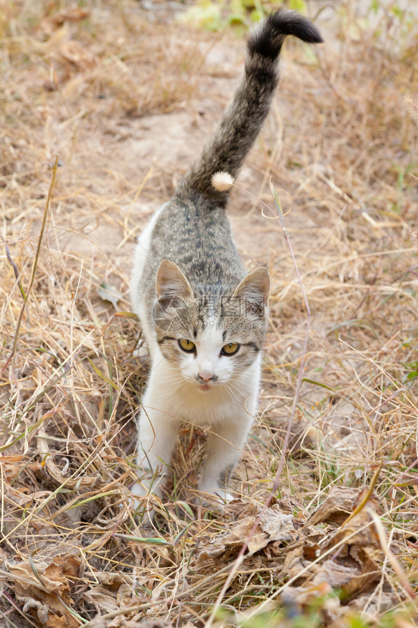 有关自然性质的猫动物宠物太阳猫科短发场地叶子草地哺乳动物公园图片