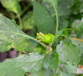 绿色热辣辣椒 生长在背景模糊的灌木丛中叶子胡椒黄色土壤美食土地园艺蔬菜花园食物背景图片